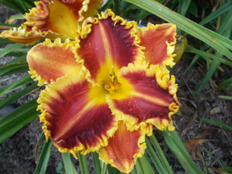 Photo of the daylily, Pinewood Consuming Fire.