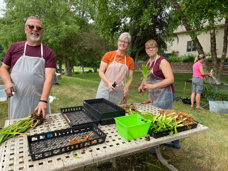 Volunteers cleaning daylily plants for the sale