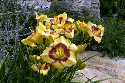 photo of daylilies