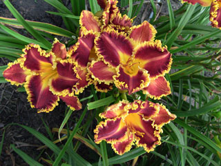 Pinewood Consuming Fire daylily