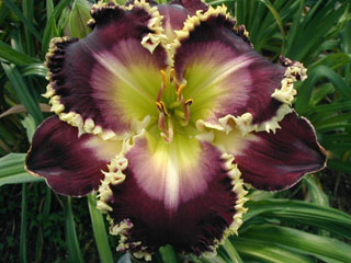 daylily seedling
